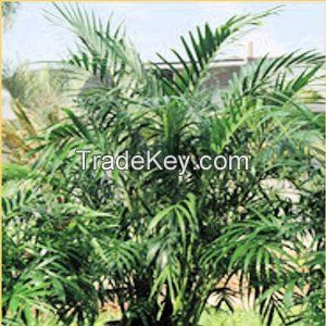 Raffia Palm tree seeds
