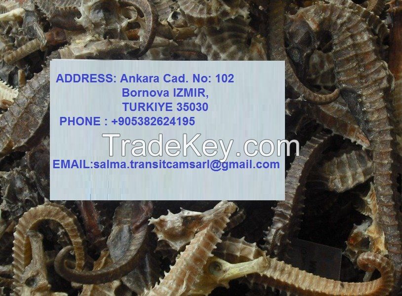 Best and well Dried seahorse( Length > 10cm) with no Additives.