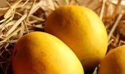 Alphonso Mango