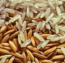 Long Grain Paddy rice