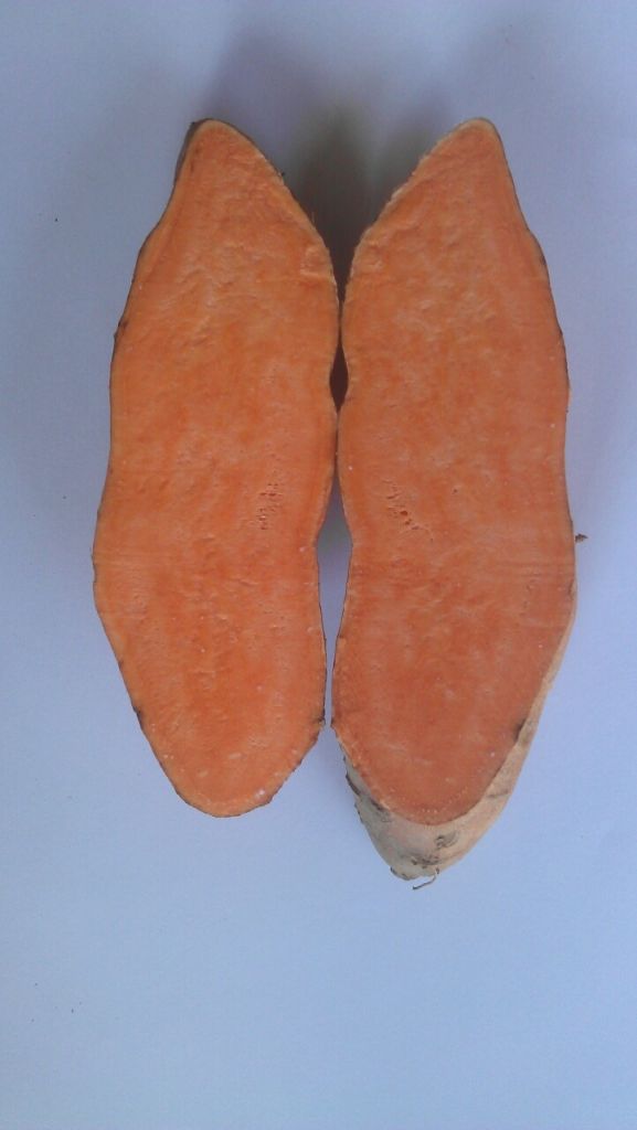 orange sweet potato, variety Beauregard