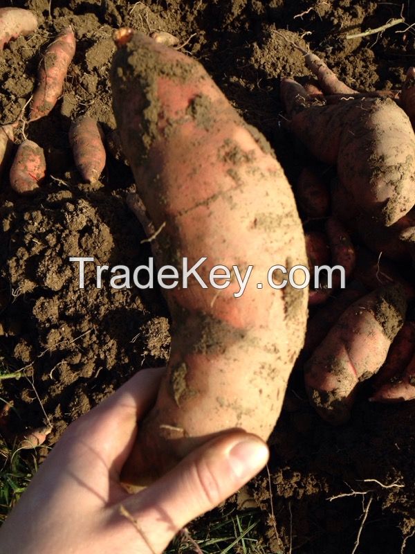 orange sweet potato, variety Beauregard