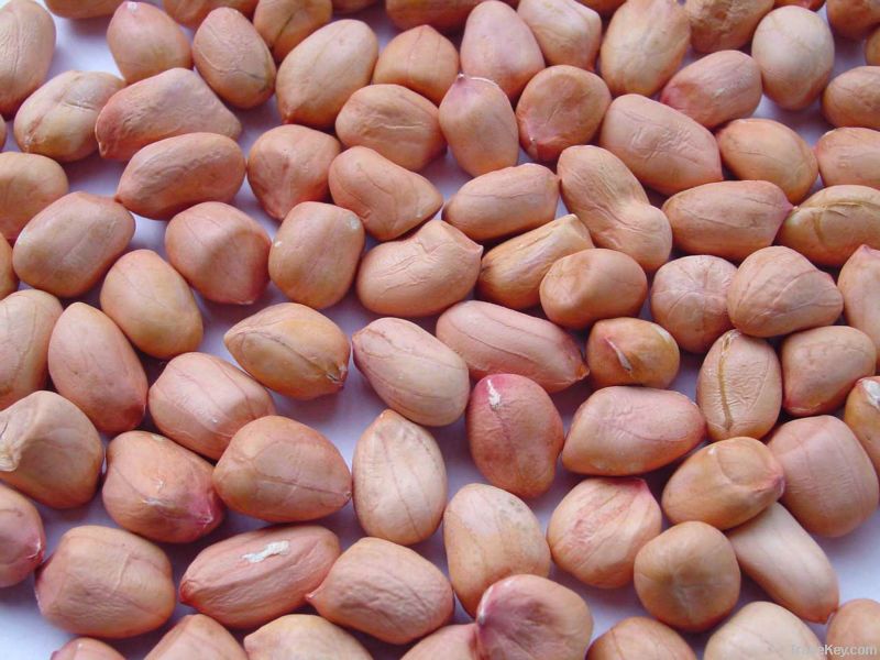 The best peanut kernels from china