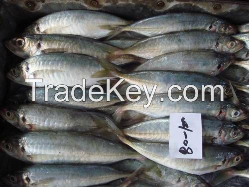 High Quality Frozen Horse Mackerel /Pacific/Pacific ocean Mackerel fish for sale