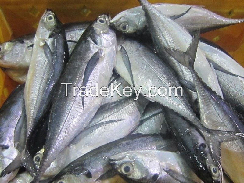 High Quality Frozen Horse Mackerel Fish