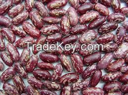 High purity long shape red speckled kidney bean