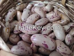 Long Shape Light Speckled Kidney Beans