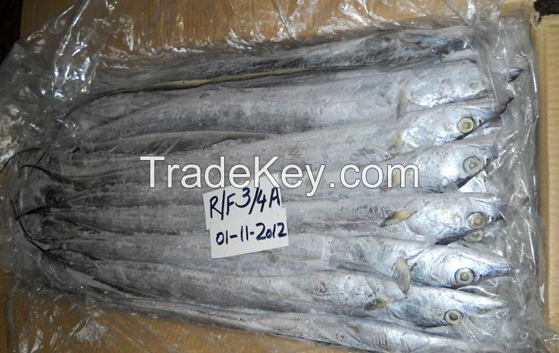 New Arrival frozen fresh ribbon fish hairtail fish on sale