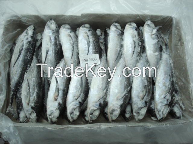 High Quality Frozen Horse Mackerel /Pacific/Pacific ocean Mackerel fish for sale