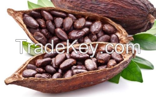 Hight Quality Cacao Beans