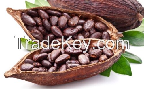 Hight Quality Cacao Powder