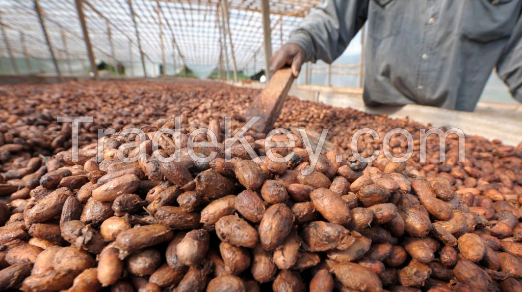 Wholesale Price Cacao Beans