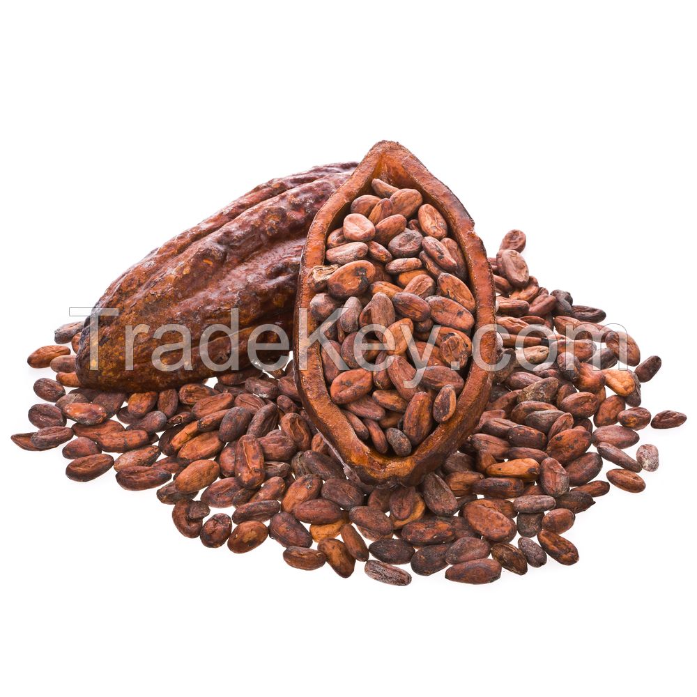 Hight Quality Cacao Beans