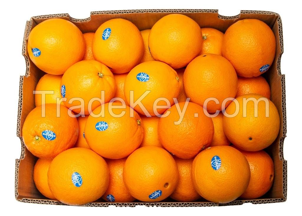 Fresh Orange/ Fresh Valencia Oranges from Netherland