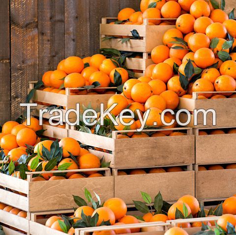 Fresh Tangerine Oranges