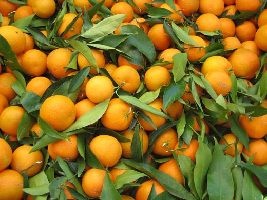 Fresh Valencia Orange/ Fresh Oranges/ Valencia and Navel Fresh Orange