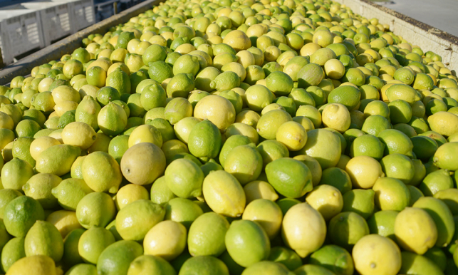 Fresh Lemon/Fresh Fruits/Fresh Lime!