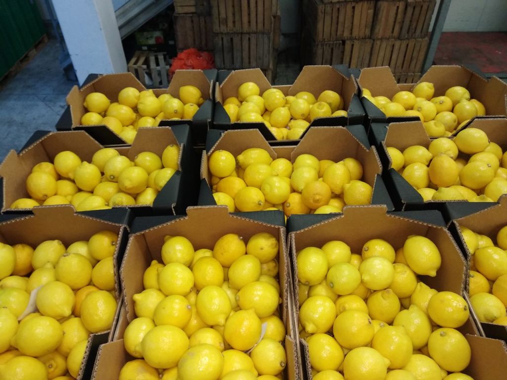 Fresh Green Lemon For Exportation