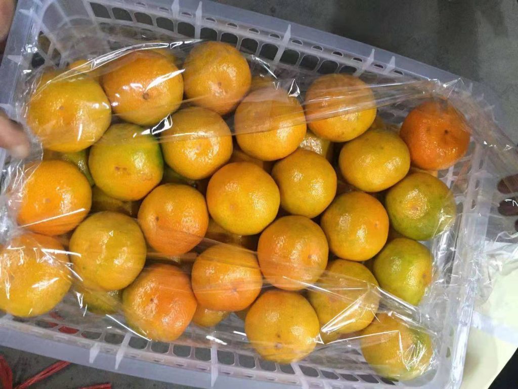 Fresh Quality Export Grade Orange Tangerines / Mandarin from Netherland