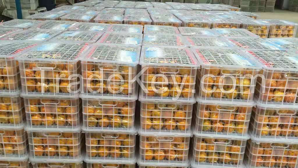 Fresh Quality Export Grade Orange Tangerines / Mandarin from Netherland