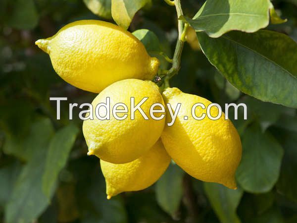 Fresh Lemon for sale