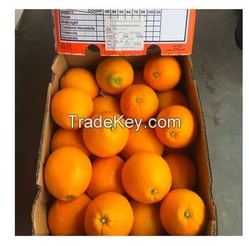 Fresh Sweet  Navel Orange