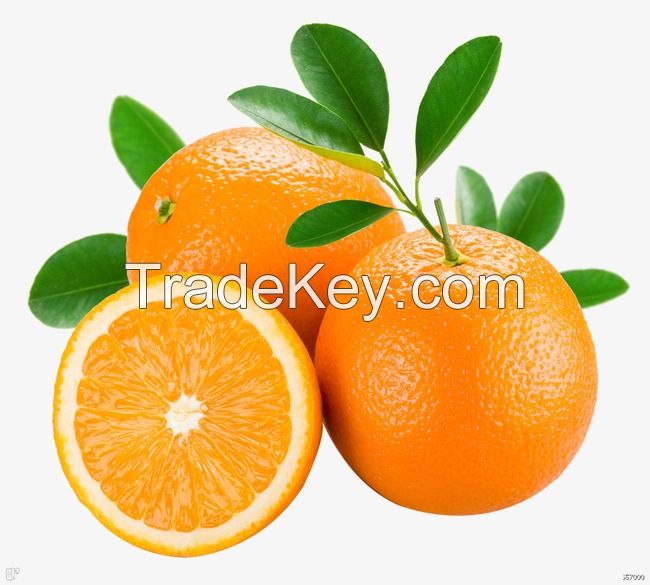 Fresh Citrus Fruits, Juicy Oranges, Navel, Valencia Oranges