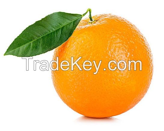 Fresh Orange/ Fresh Valencia Oranges from Netherland