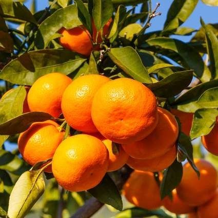 Fresh Tangerine Oranges