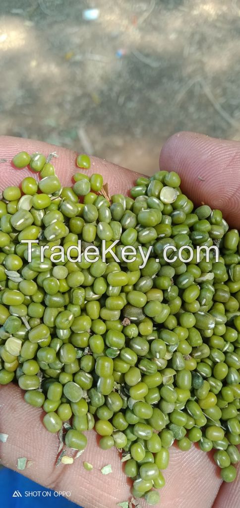 Top sponsor listing Agricultural crop green mung bean buyers with lower price