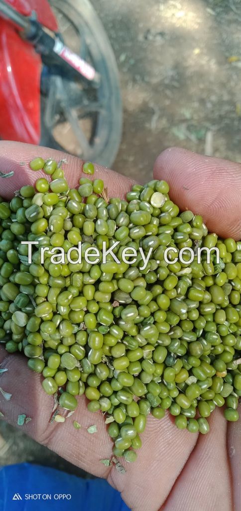 Top sponsor listing Agricultural crop green mung bean buyers with lower price