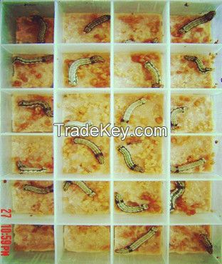 Live insect Spodoptera litura larvae for sale