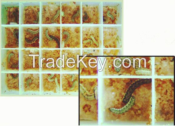 Live insect Spodoptera exigua larvae for sale