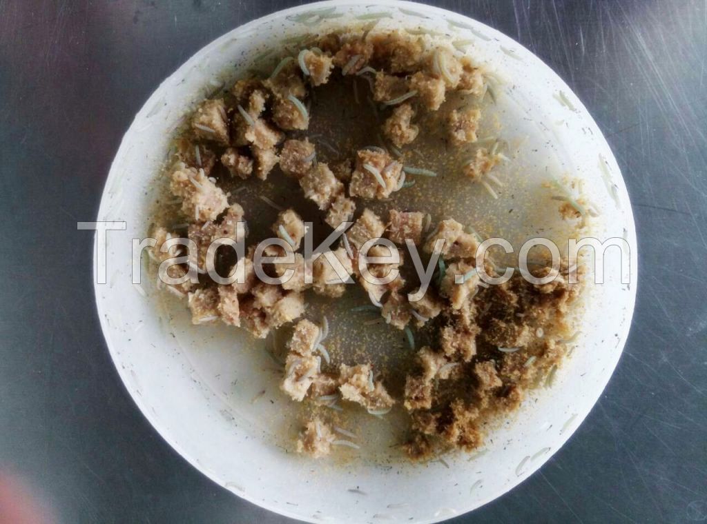 Live insect Plutella xylostella larvae for sale