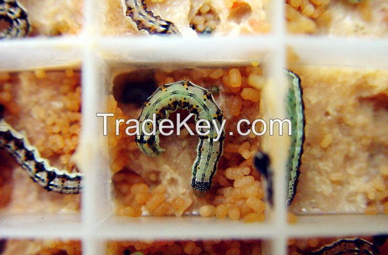 Live insect Helicoverpa armigera larvae for sale