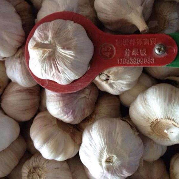 China wholesales garlic supplier low price