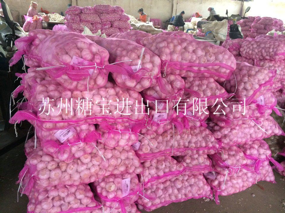 China high quality fresh garlic 2013 new crop
