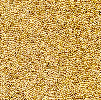 millet (conventional and organic)
