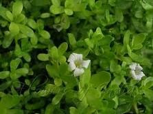 Brahmi