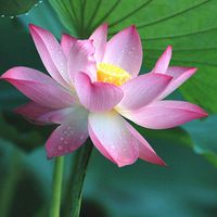 Seeds - lotus seeds -lotus flower ornament ornamental flowerpot