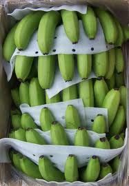 FRESH CAVENDISH BANANA