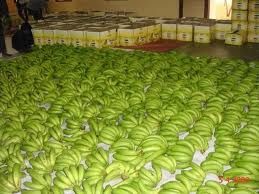 Class A Cavendish Bananas