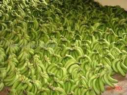Class A Cavendish Bananas