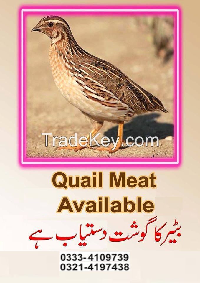 Quail Meat