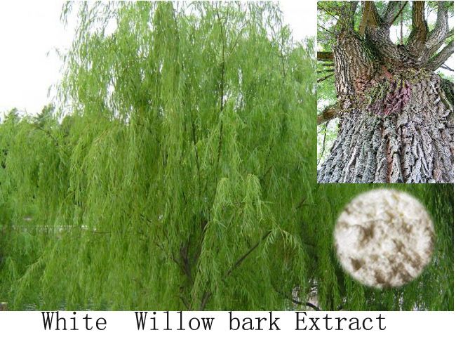White  Willow bark Extract