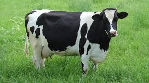Pregnant Holstein Heifers and other Dairy cattle