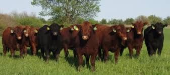 Black and Red Angus Bulls For Sale
