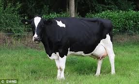 Healthy Pregnant Holstein Heifersttle For Sale