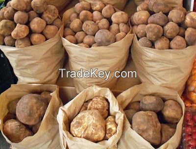 Truffles From Morocco for supply
