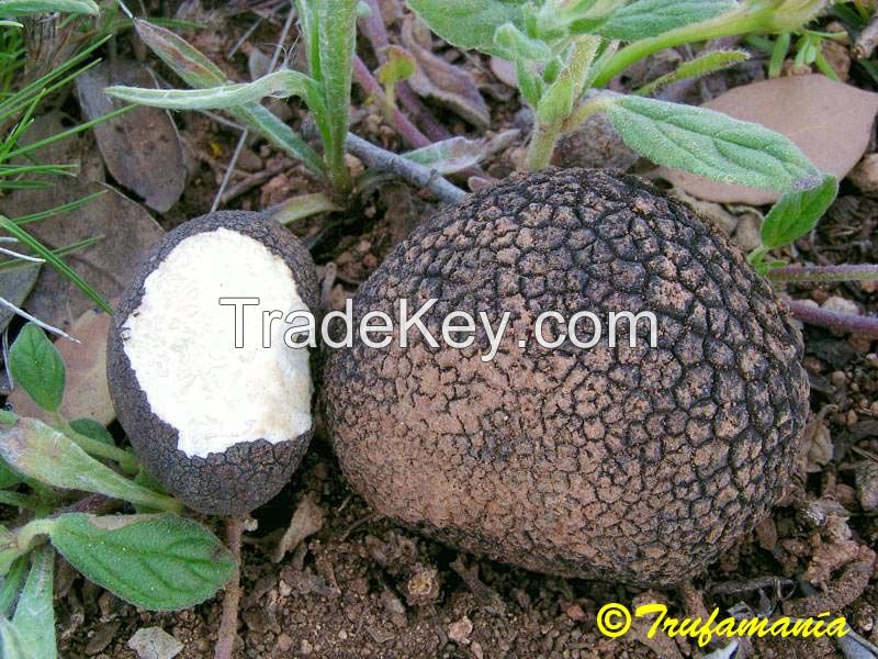 Truffles From Morocco for supply